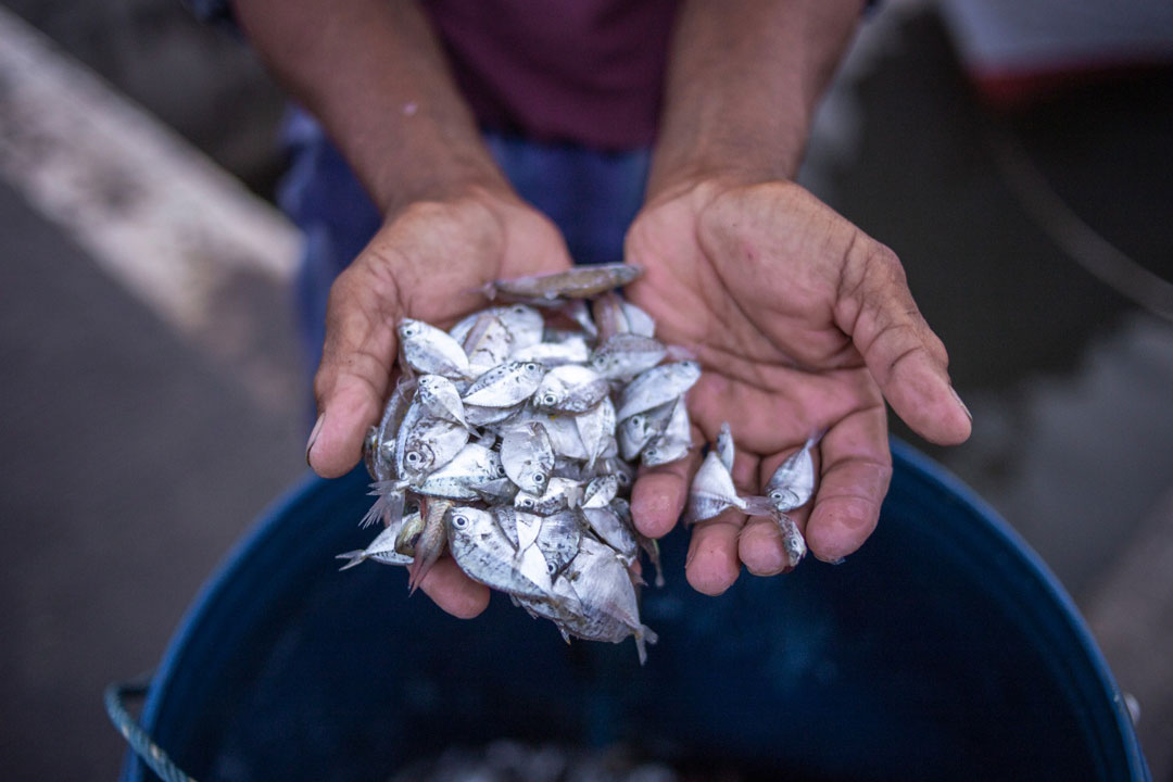 Improving Sustainable Fishing Practices with a Certification Program
