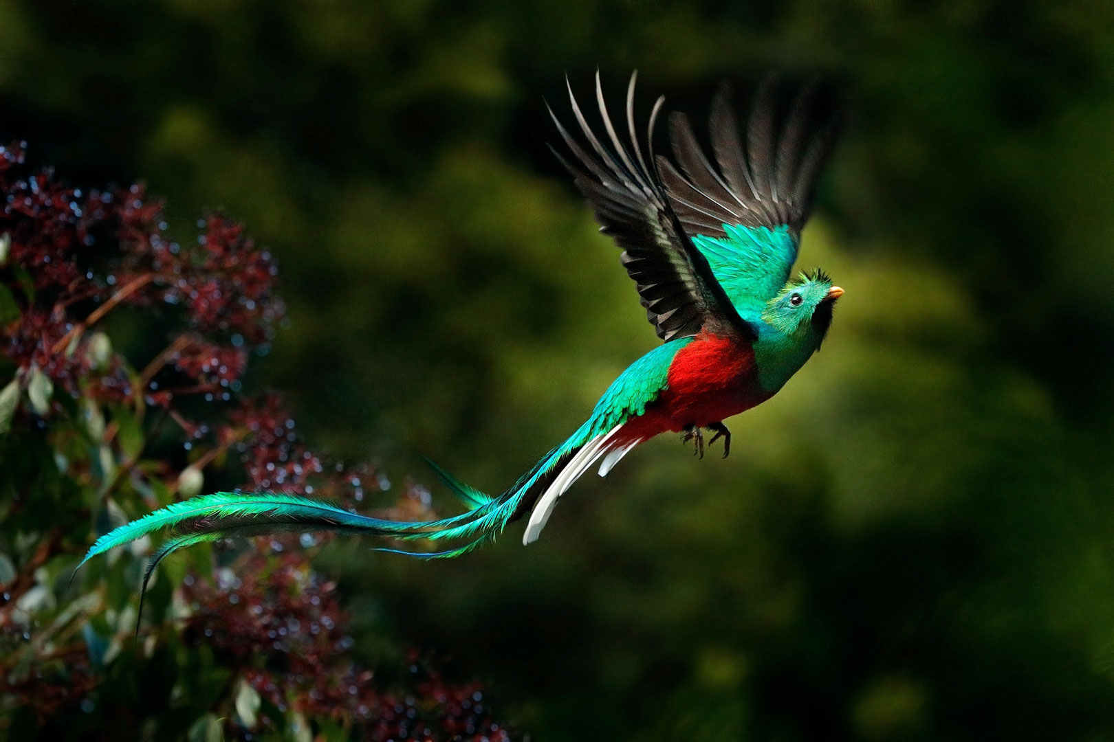 Protecting the Resplendent Quetzal in Panama’s Volcán Barú National Park